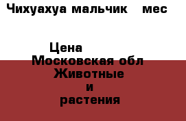 Чихуахуа мальчик 6 мес. › Цена ­ 9 000 - Московская обл. Животные и растения » Собаки   